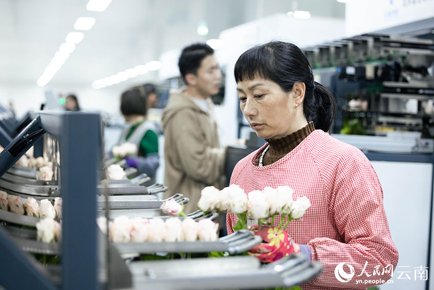 Pendigitalan Pacu Pemodenan Industri Bunga Yunnan