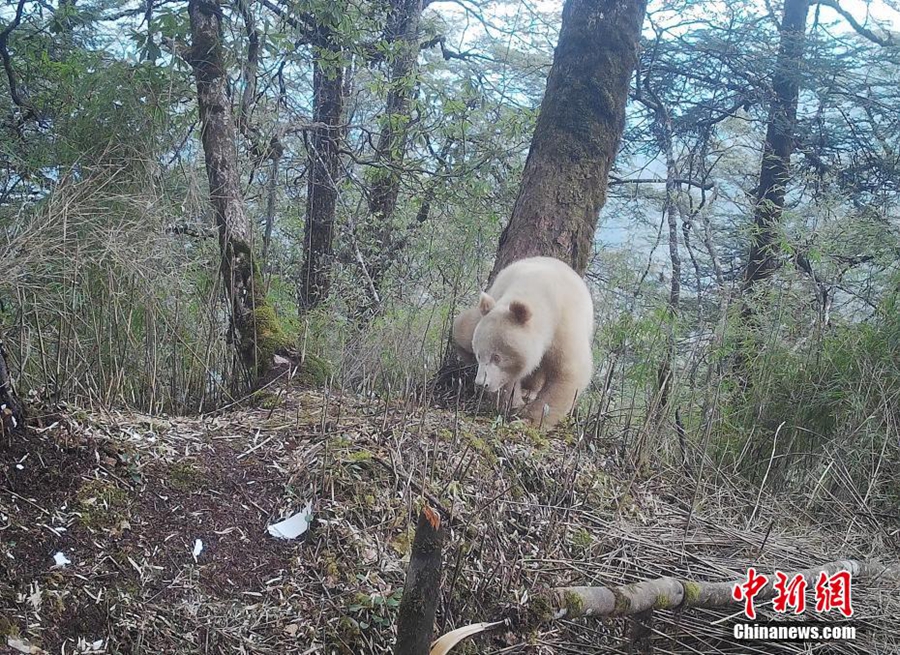 Foto Muka Penuh Satu-satunya Panda Putih