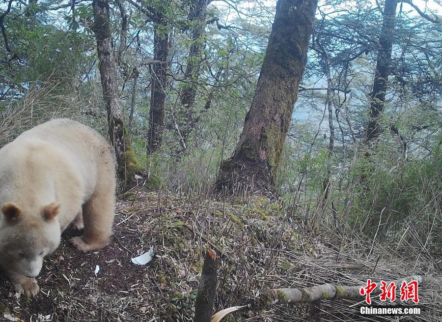Foto Muka Penuh Satu-satunya Panda Putih