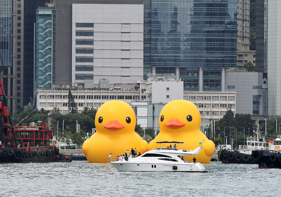 Itik Getah Gergasi Datang Lagi ke HK lepas 10 Tahun