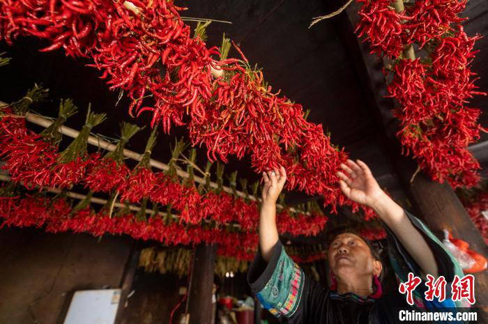 Lada Merah Bawa Kegembiraan Menuai di Guizhou