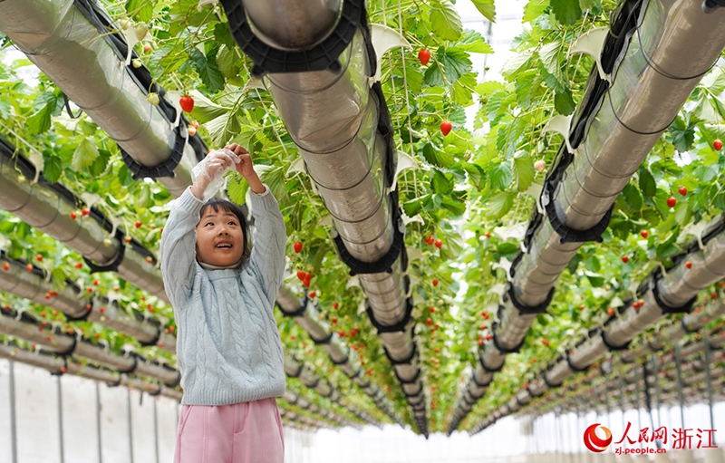 Kebun Strawberi Tergantung Jadi Tarikan