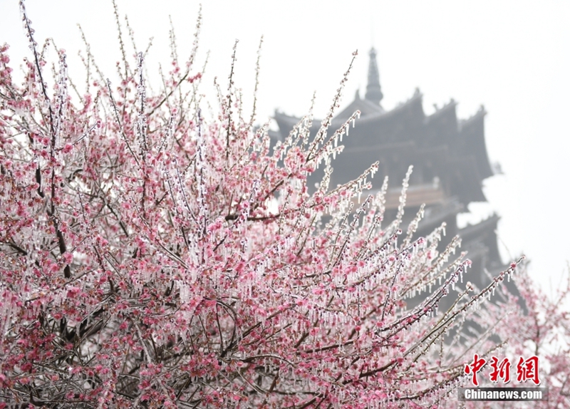 Bunga di Hangzhou Berbaju Ais Dibawa Cuaca Sejuk