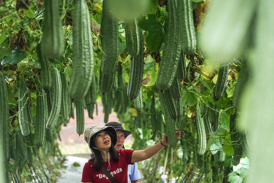 1,658 Spesies Sayur Baru Tampil pada Eskpo Sayur China-ASEAN di Guangxi
