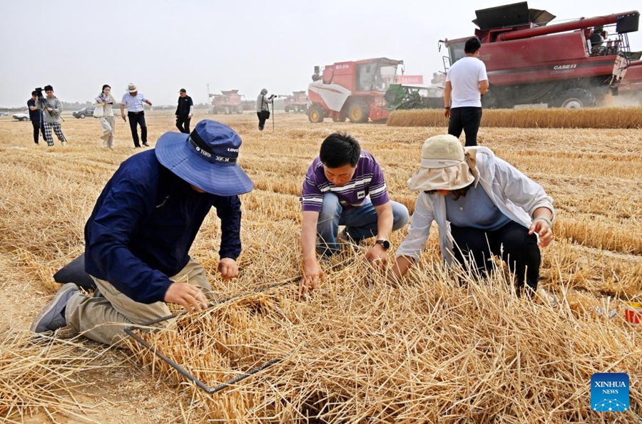 Mesin Kombin Tuai Gandum di Qingdao, Timur China