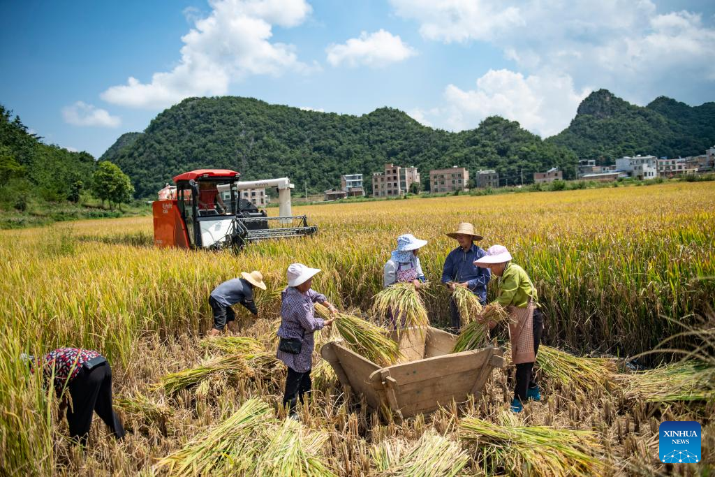 Suasana Menuai Pada Musim Luruh di Sekitar China