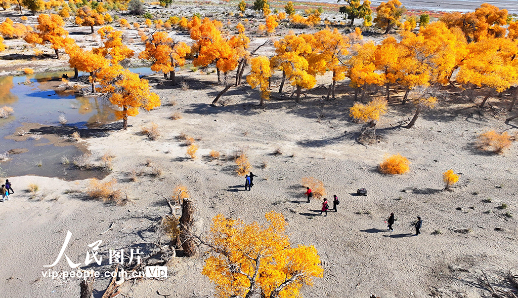 Pemandangan Hutan Emas di Mongolia Dalam