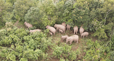 Kawanan Besar Gajah Asia Dikesan di Kaunti Ning’er Yunnan