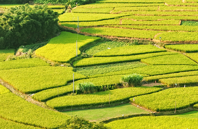 Sawah Padi Penuh Warna di Fujian Hasilkan Pemandangan Menakjubkan Musim Luruh