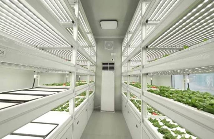 Belia di Shanghai Tanam Salad Dalam Bekas, Galakkan Pertanian Menegak