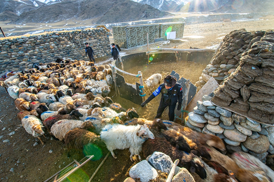 Polis di Xinjiang Bantu Penggembala Pindahkan Ternakan Dari Padang Rumput