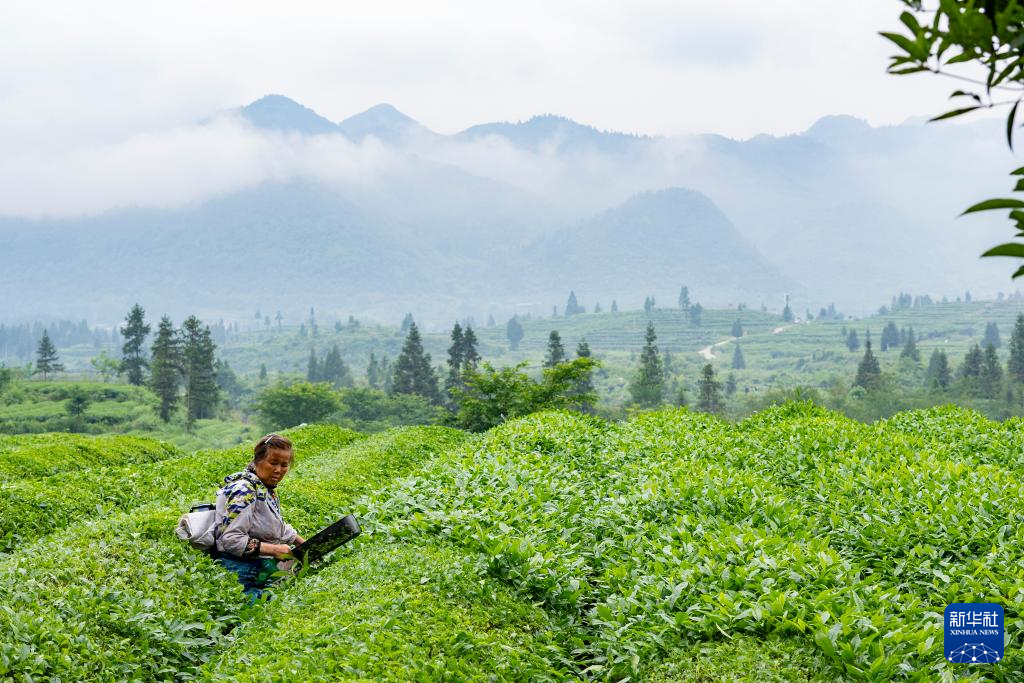 Petani teh menuai daun teh matcha di sebuah kebun teh di kaunti Jiangkou. (Xinhua/Fu Tian)