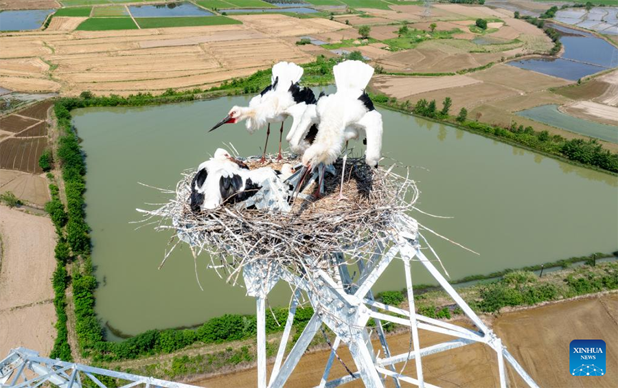Foto dron bertarikh 21 Mei 2025 ini menunjukkan burung botak putih Timur menjaga anak di atas sebuah menara pemancar di kaunti Huoqiu, provinsi Anhui, timur China. (Xinhua/Zhou Mu)
