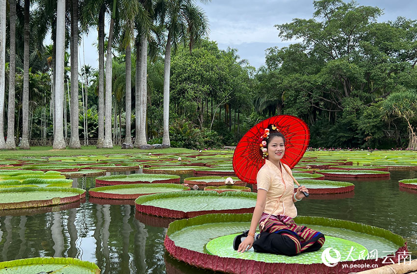 Seorang wanita beretnik Dai sedang bersimpuh di atas daun bunga teratai bersaiz besar. (People’s Daily Online/Zhang Jiaojiao)