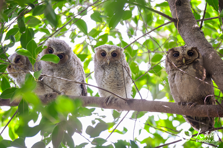 Burung hantu jampuk sedang bertenggek di dahan pokok di Kampus Siming Universiti Xiamen di Provinsi Fujian, tenggara China. (People’s Daily Online/Chen Bo)